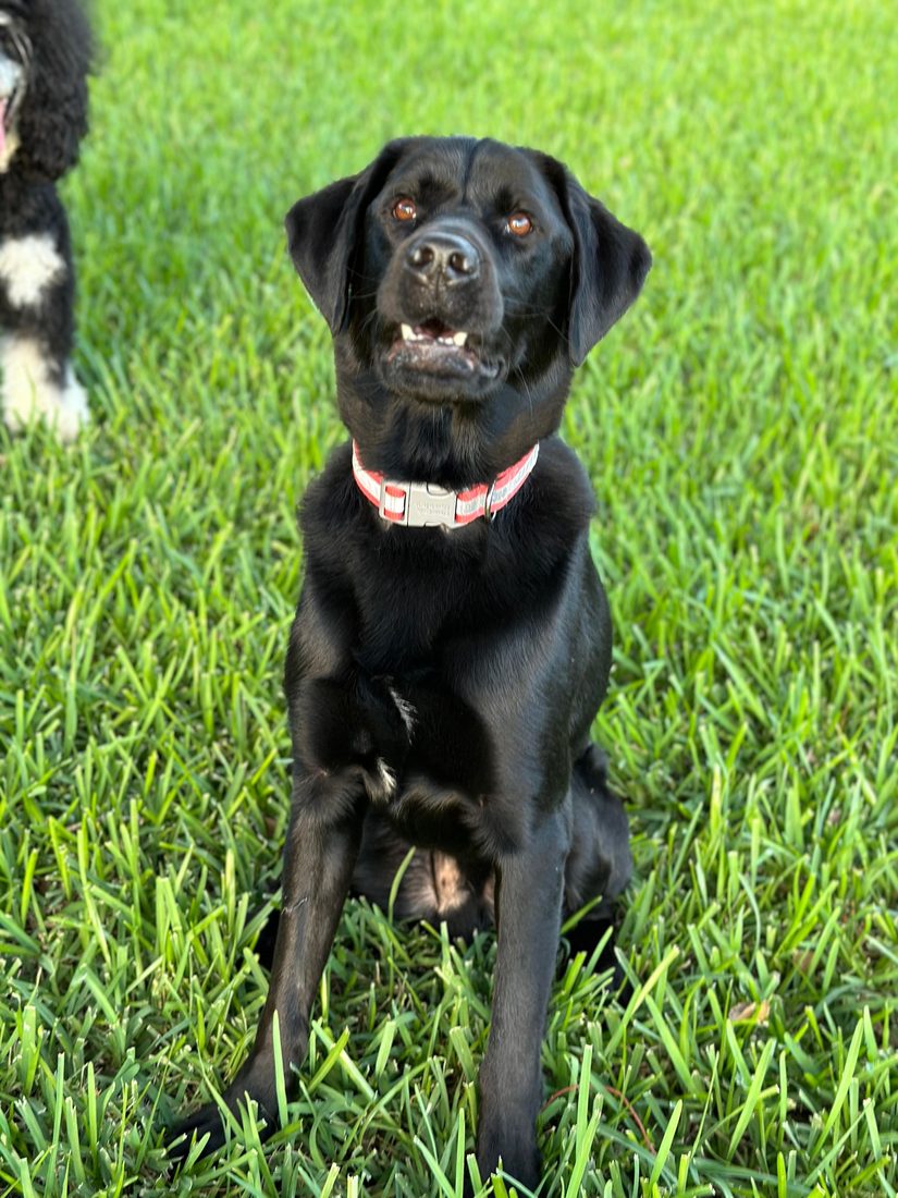 Dogs at The Caring Paws