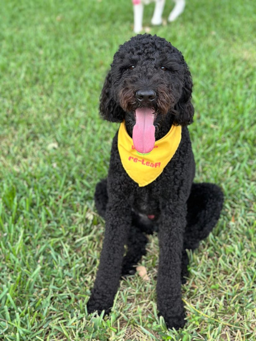 Dogs at The Caring Paws