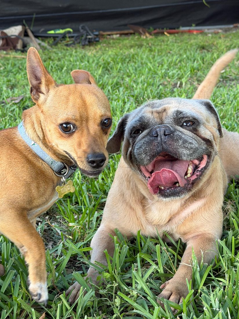 Dogs at The Caring Paws