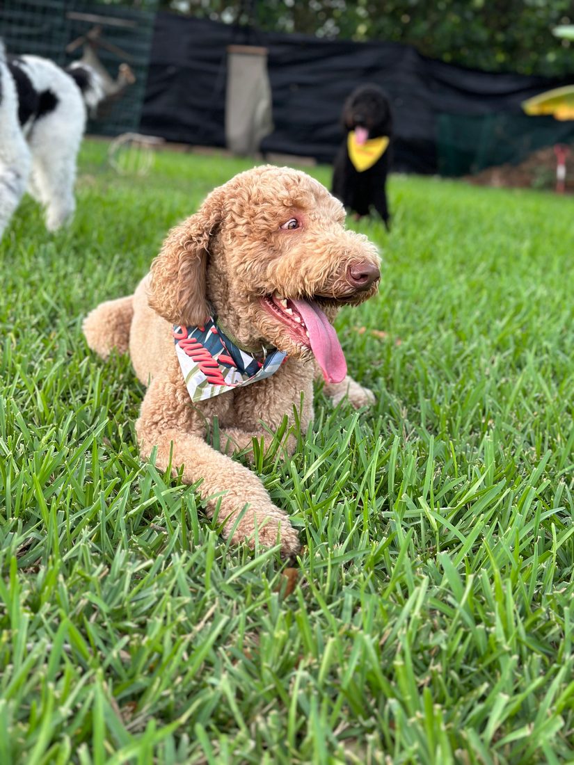 Dogs at The Caring Paws