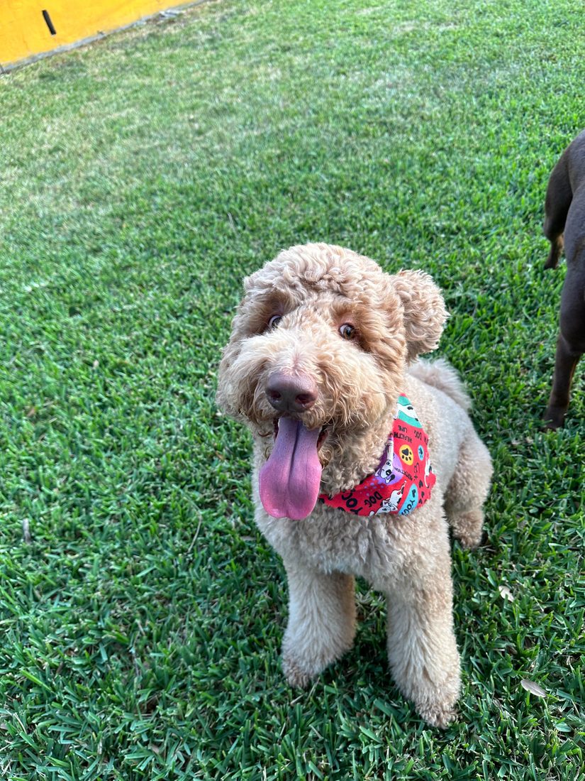 Dogs at The Caring Paws