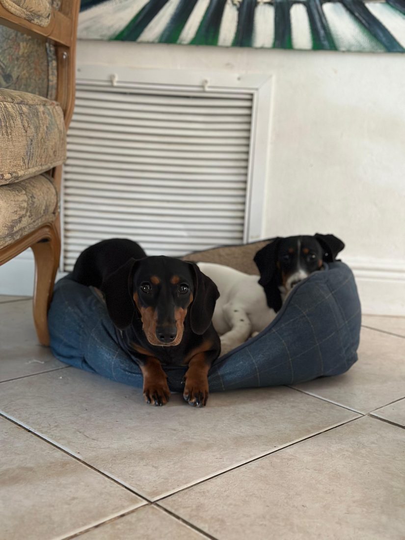 Dogs at The Caring Paws