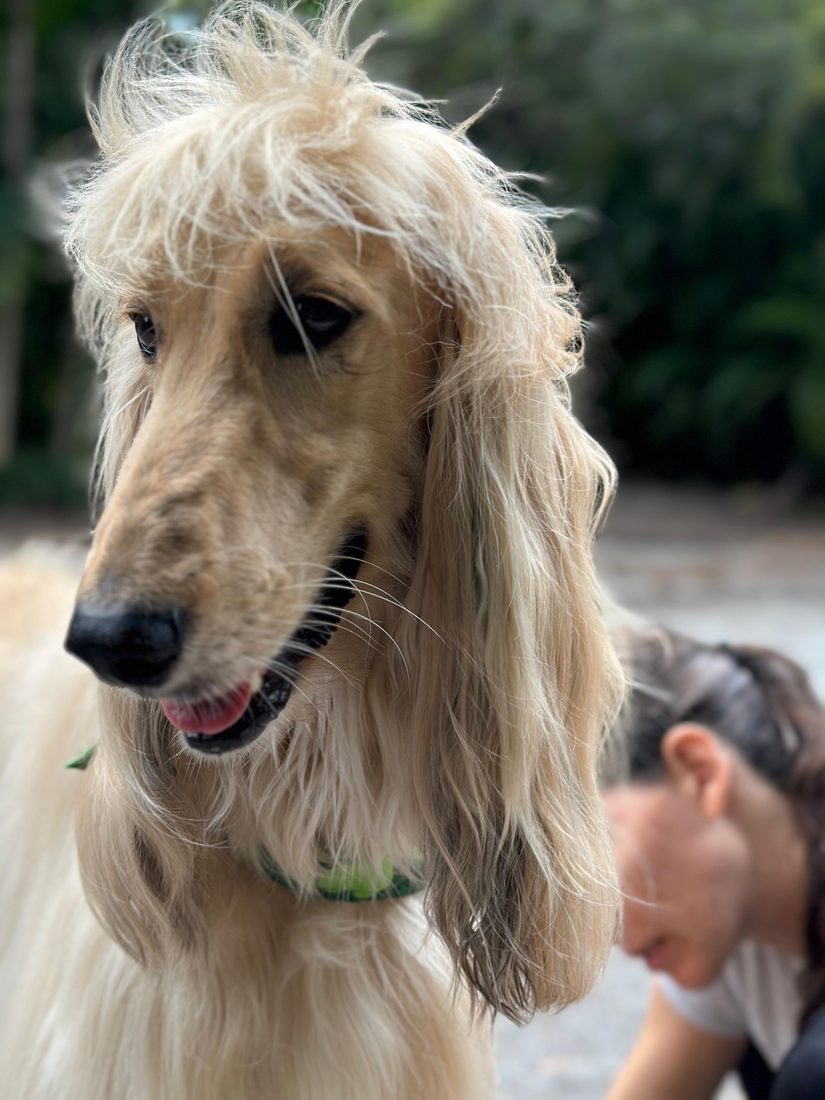 Dogs at The Caring Paws