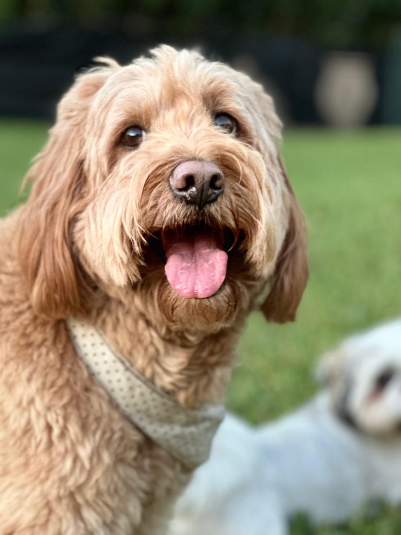 Dogs at The Caring Paws
