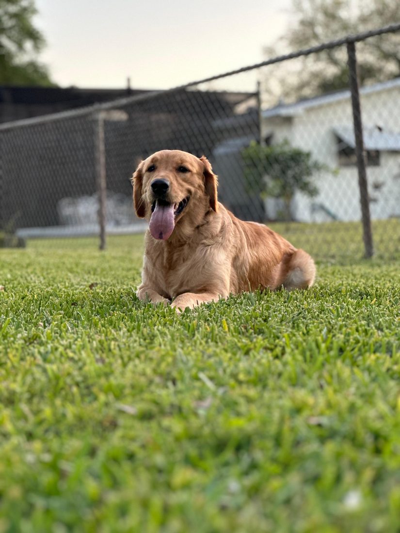 Dogs at The Caring Paws