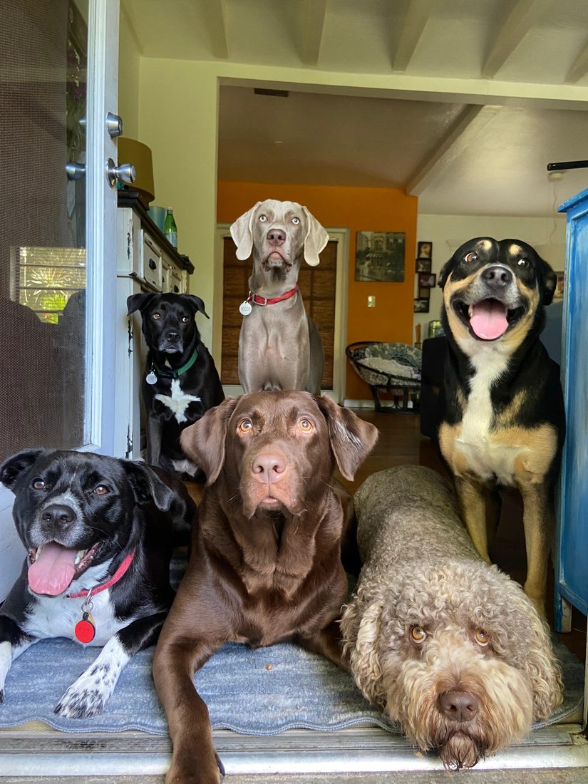 Dogs at The Caring Paws