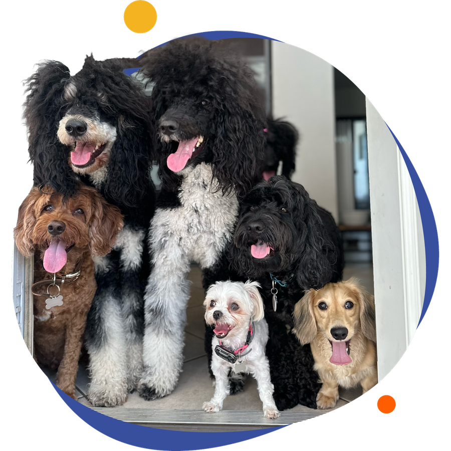 A happy group of dogs at The Caring Paws in North Miami
